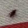 metgala roach - @therealmetgalaroach - TikTok