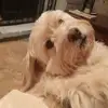 galerussellbell - @galerussellbell - TikTok