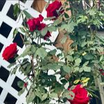 Gale Carter Greenway - @greenwaygale - Instagram