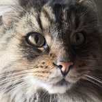 Galecrane - @galecrane58 - Instagram