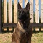 Galefords Kennel - @galefordskennel - Instagram