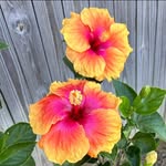 Gale Howard - @ga.le1202 - Instagram
