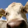 Gale Leonard - @gale.leonard - TikTok