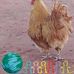 Gale Letz - Facebook