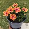 Gayle Macdonald - @gayle.macdonald3 - TikTok