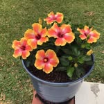 Gayle Macdonald - @gayle.macdonald.31 - Instagram