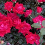 Gale Newman - @rue7319 - Instagram