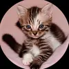 gale_newman - @gale_newman - TikTok