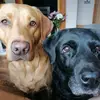 robinson.gale - @robinson.gale - TikTok