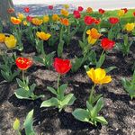 Gale Rothwell - @rothwellgale - Instagram