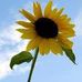 Gale Summers - Facebook