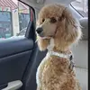 Gale Thomas🐩💗 - @gale.thomas8 - TikTok