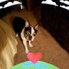 Dixie - @galestagnerwaters - TikTok