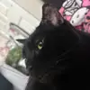 Galen Acero Moore - @omfgitsdeftones - TikTok