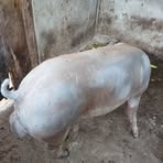 Galo Guzman - Facebook