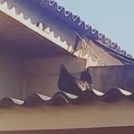 LEO Ó GALO - @galo_leonina_2022 - Instagram