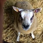 Gareth Oliver - @charollais601 - Instagram