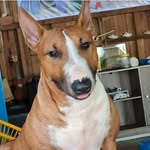 BAXTER and other babies - @bullbaxtertigergarfield - Instagram