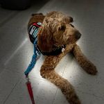 Baxter Garfield - @baxterboy_doodleman - Instagram