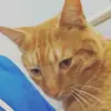 Garfield and Blake - @garfieldispretty - TikTok