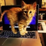 Garfield Collins - @ron_purrrgundy - Instagram