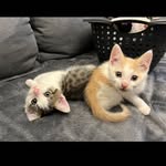 🦁 GARFIELD ❌ COOPER 🦁 - @kit.cats22 - Instagram