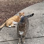 Garfield & Hunter - @shartfieldhunnybuns - Instagram