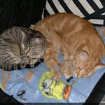 🍂Garfield&Hunter💗 - @garfield_hunter - Instagram