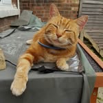 Ian Rolph - @garfield_the_hunter_and_chums - Instagram