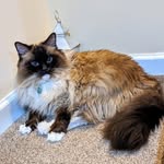 Theodore Garfield Hunter - @theodorechubberscat - Instagram