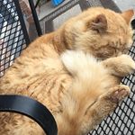 Garfield - @_garfield_james_ - Instagram