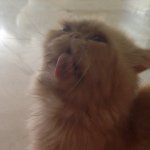 Garfield James Smith - @garfielddecat - Instagram