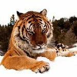 Garfield Lawrence - @garfieldlawrence88 - Instagram