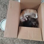 Garfield Morris - Facebook