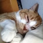 Garfield Townsend - @garfield___3 - Instagram