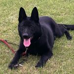 Garfield Townsend - @area_code_51 - Instagram