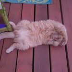 Garfield Wright - @garfield_king_of_the_castle - Instagram