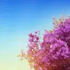 Garnet Rochester - @garnet.rochester - TikTok