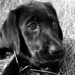 Garnett Davis - @ivytheblacklab_ - Instagram