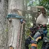 Garrett Bowen - @treeguygarrett - TikTok