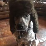Garrett Dickson - @dickson.garrett - Instagram