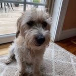 Garrett Kaiser - @pics_of_dogs1234 - Instagram