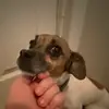 Racee doggy - @garrettpope123454 - TikTok