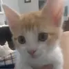 🐈 - @garrettsilva963 - TikTok