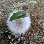 Garrett Simonds - @turtlesimonds - Instagram