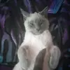 Garrett stevens - @garrett.hadley - TikTok