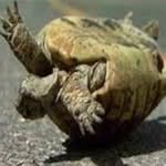 Garrett warner - @da_stupid_turtle - Instagram