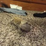 Garrett Weiss - @eddi_the_lizard12 - Instagram