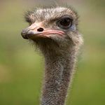 Garrick Willard - @garrick_willard - Instagram