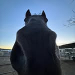 Garrison Griffith - @scvnosi - Instagram